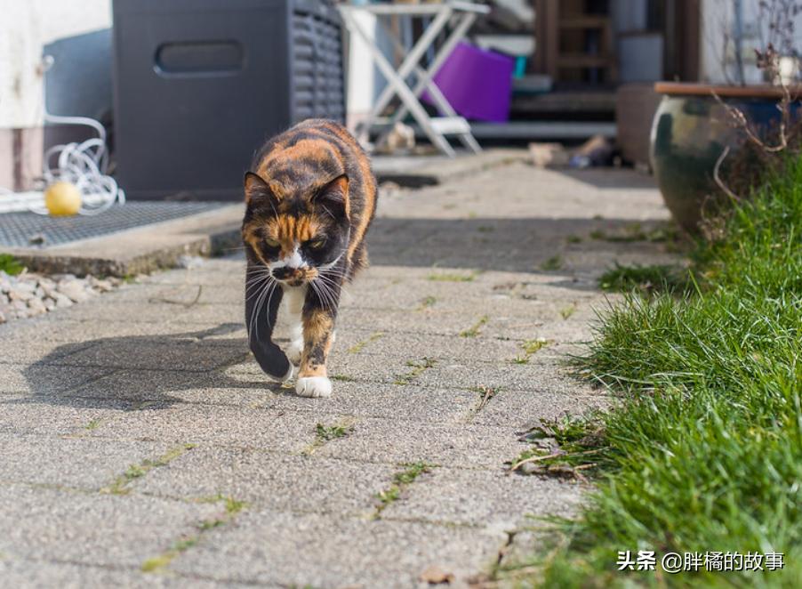 猫咪吃内脏，营养与健康之间的双刃剑效应